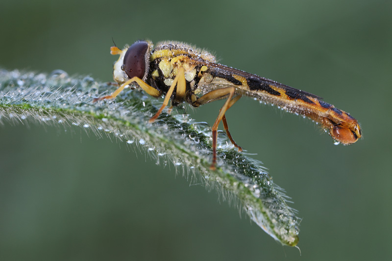 Sphaerophoria scripta